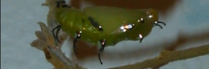 Pupae